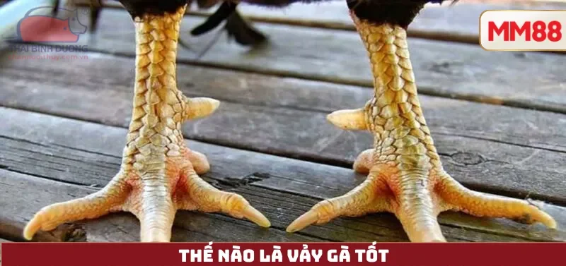 78 Vảy Gà Tốt Nên Chọi – Từ Kinh Nghiệm Dân Gian Đến Góc Nhìn Hiện Đại Cùng MM88 3 Thế nào là vảy gà tốt
